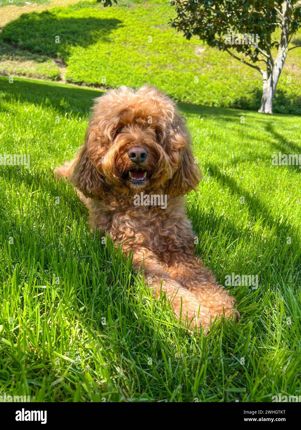 Carino Cavapoo Dog in un parco Foto Stock