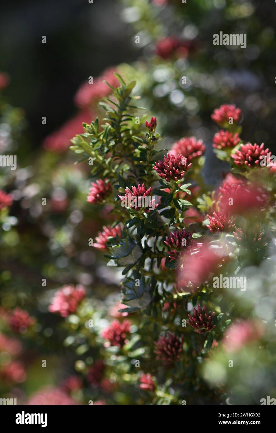 Primo piano di boccioli di fiori rossi dell'alpino Everlasting Ozothamnus alpinus, famiglia delle Asteraceae, nella regione di Kosciusko. Endemica delle Alpi Foto Stock