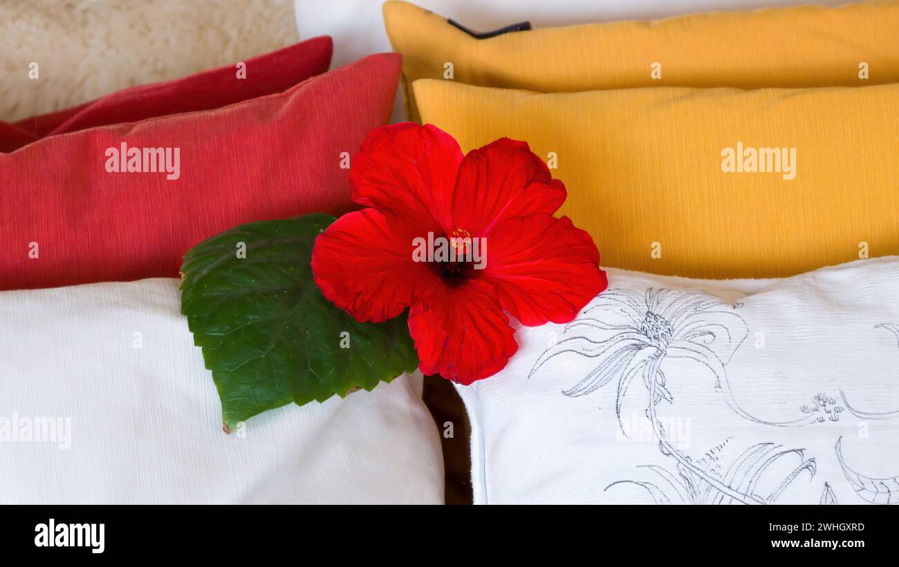 Fiore di ibisco rosso tra i cuscini sul divano Foto Stock