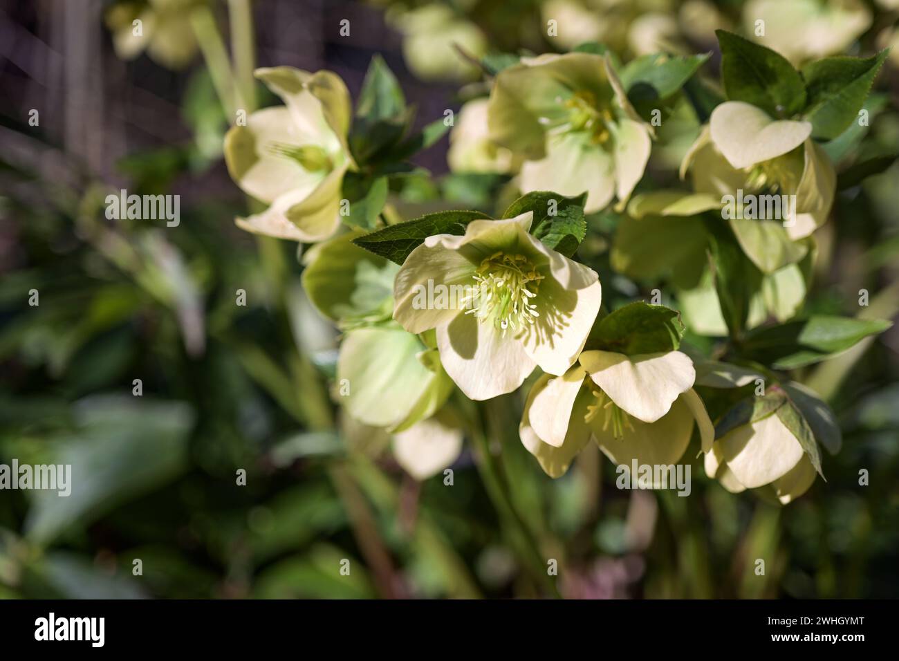 Rosa natalizia (Helleborus niger) con fiori giallo chiaro e foglie verde scuro in un giardino o parco, pianta perenne sempreverde Foto Stock
