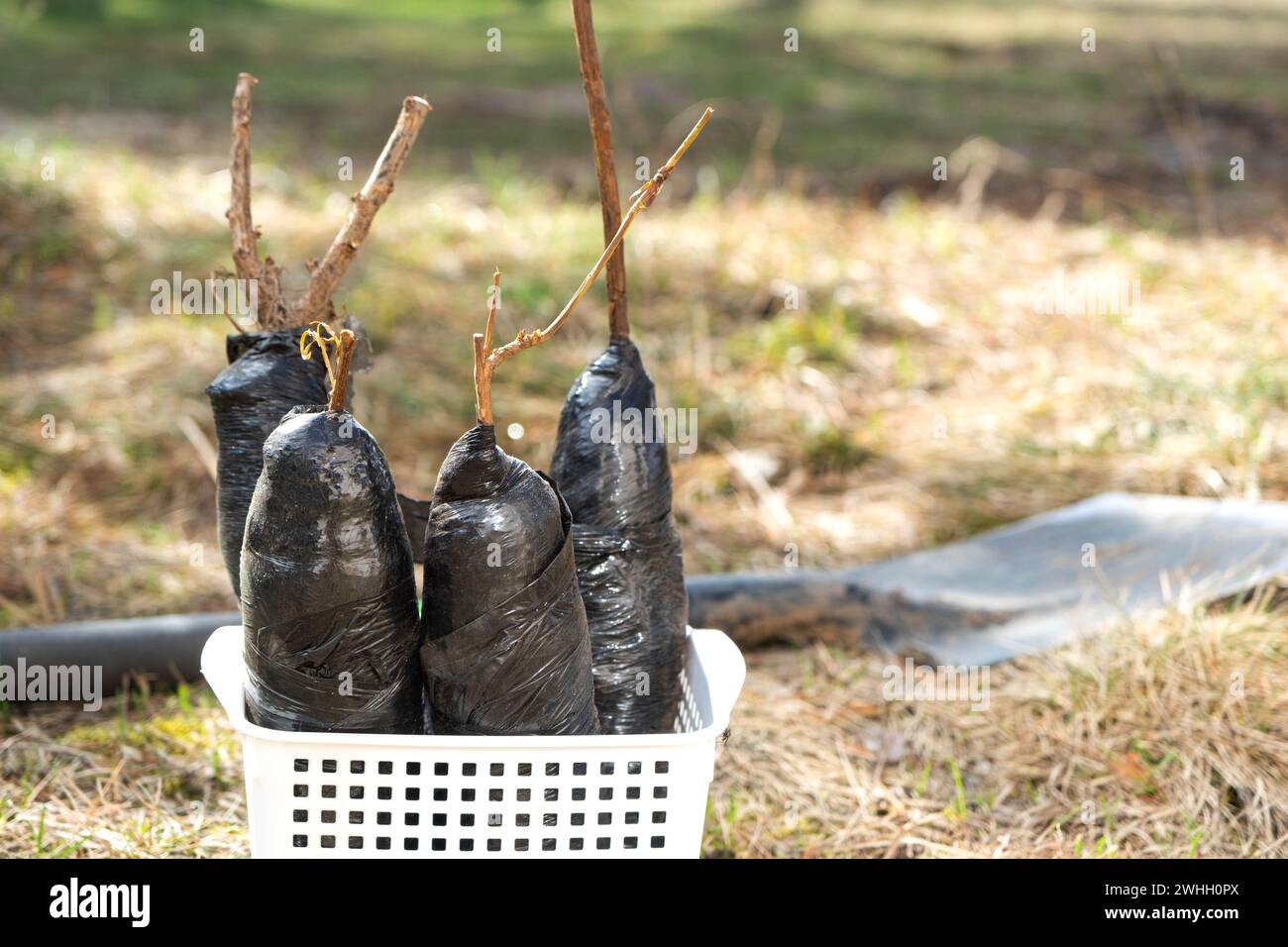 Piantine di cespugli da frutta e alberi in tubetti, pronte a piantare in giardino. Preparazione per la piantagione, la coltivazione di bacche naturali in Foto Stock