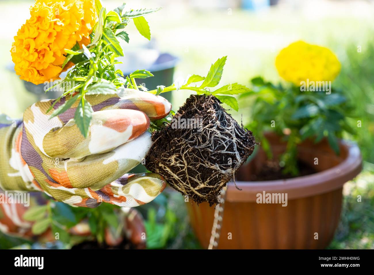 Le piantine di calendula gialle e arancioni con radici sono preparate per essere piantate in terra aperta in primavera. Giardino senza pretese flo Foto Stock