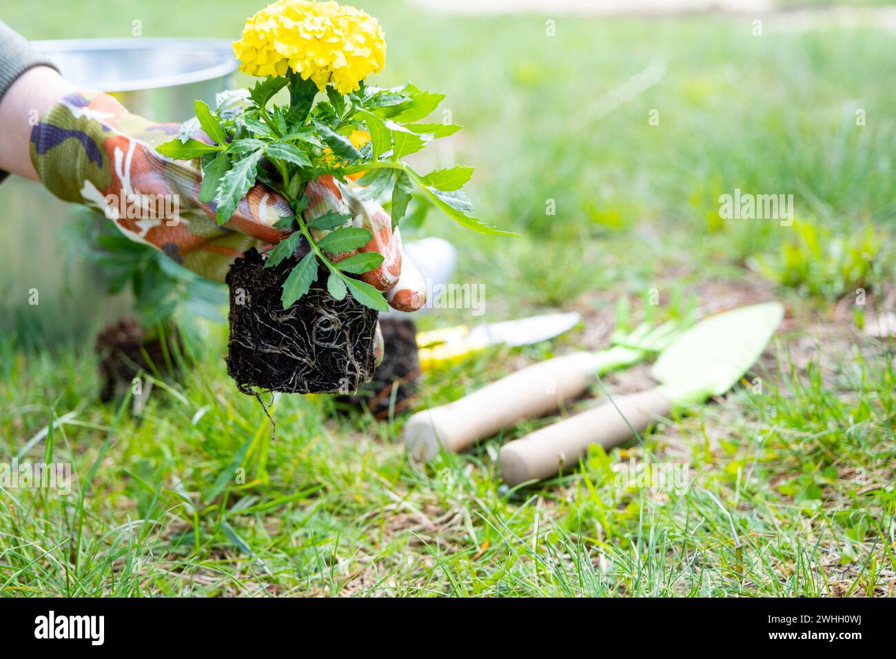 Le piantine di calendula gialle e arancioni con radici sono preparate per essere piantate in terra aperta in primavera. Giardino senza pretese flo Foto Stock