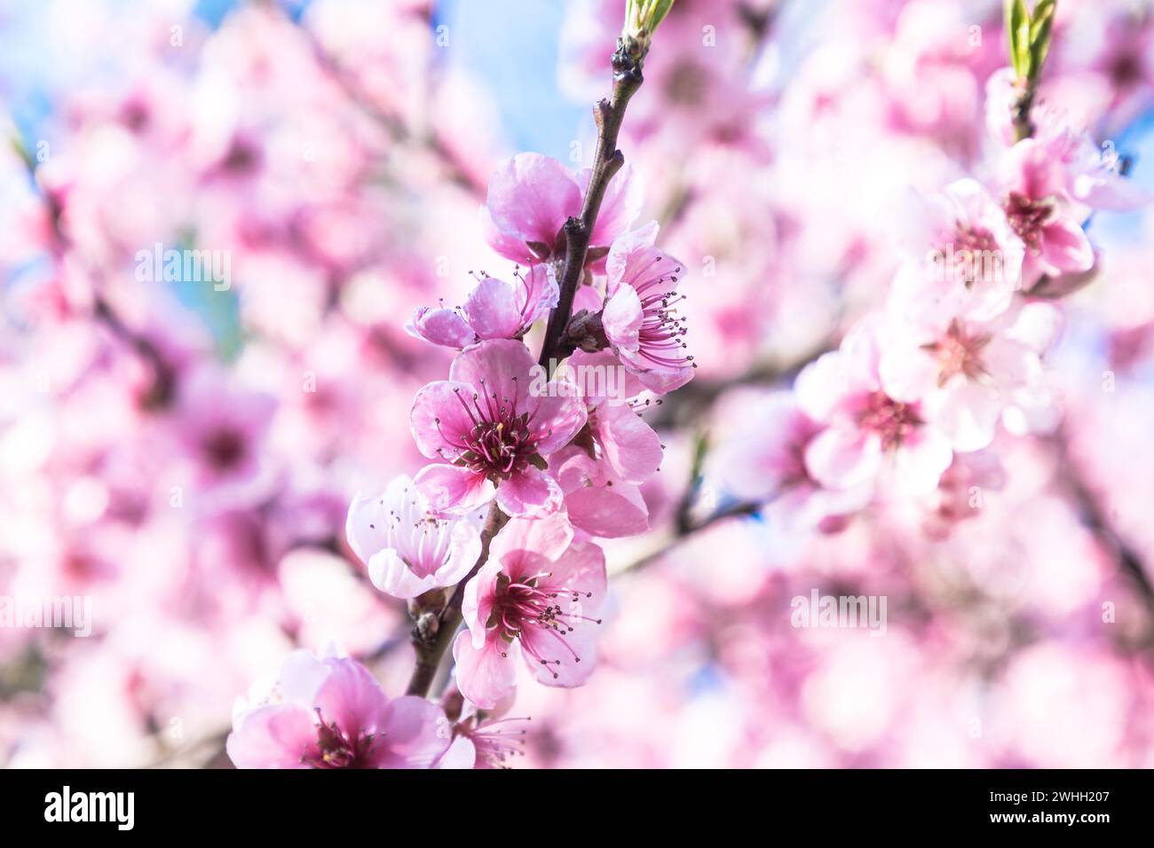 Beautiful Pink Peach Blossoms in a Garden Foto Stock
