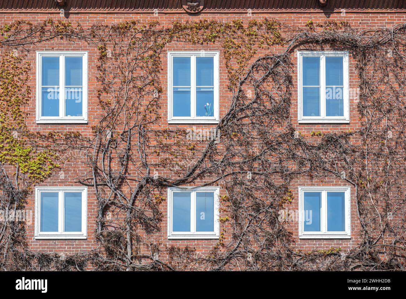 Facciata della casa costruita in mattoni rossi con finestre bianche, ricoperte di vite selvatica con le prime foglie in primavera, muro Foto Stock