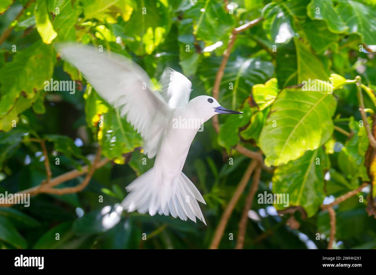 Tern Bianco o Tern Fairy (Gygis alba) a Cousin Island, Seychelles, Oceano Indiano, Africa Foto Stock