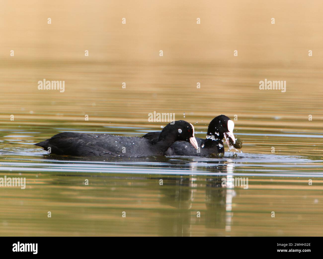 A Coot in a Park, Ziegeleipark Heilbronn, Germania, Europa Foto Stock