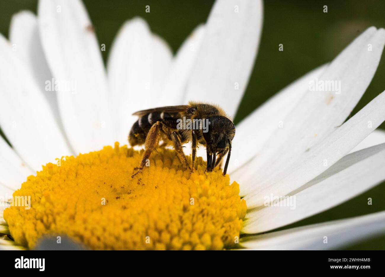 Dettaglio di un'ape della taglierina della foglia di patchwork (Megachile centuncularis) che si nutre di una margherita a occhio di bue (Leucanthemum vulgare) in estate Foto Stock