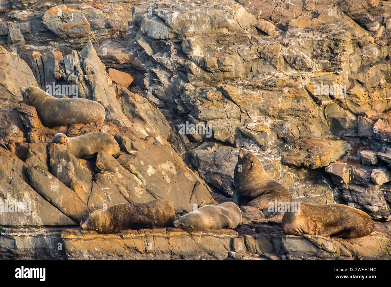 Leoni marini che riposano sull'isola rocciosa di ushuaia Foto Stock