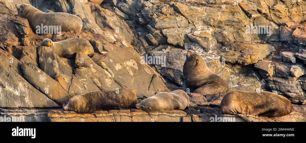 Leoni marini che riposano sull'isola rocciosa di ushuaia Foto Stock