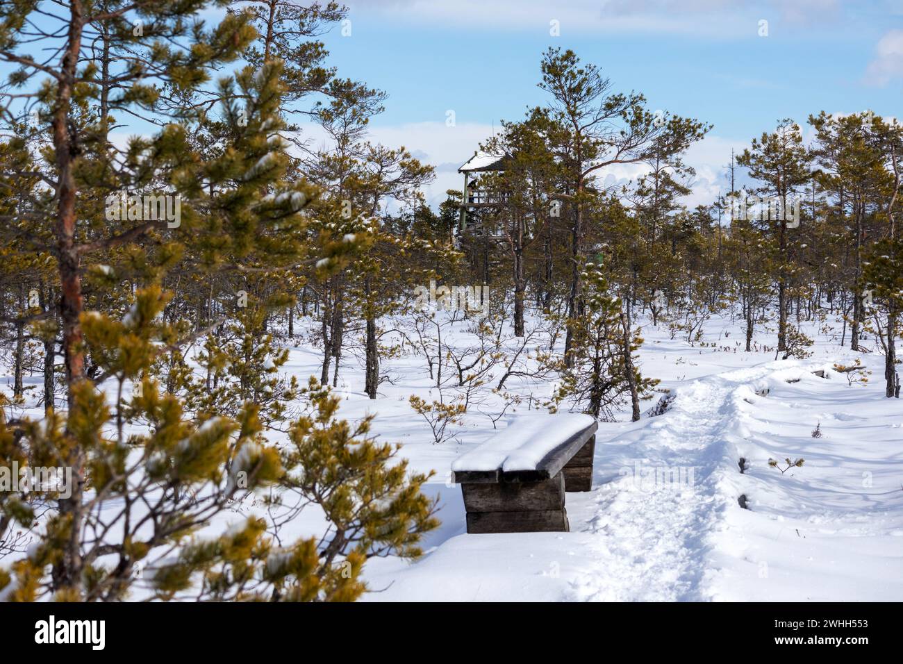 Il sentiero di Taba si snoda attraverso una foresta di conifere con una panchina di riposo accanto ad essa Foto Stock