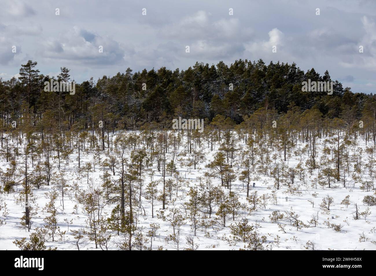 vista sulla natura in inverno con piccole e grandi conifere sullo sfondo del cielo con nuvole Foto Stock