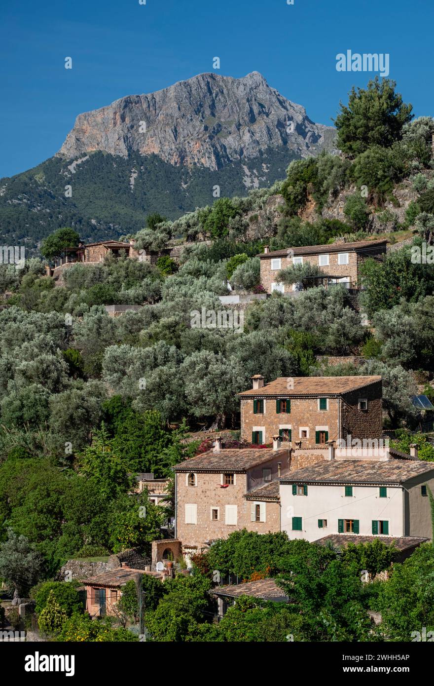 Uliveto e Puig Major sullo sfondo Foto Stock