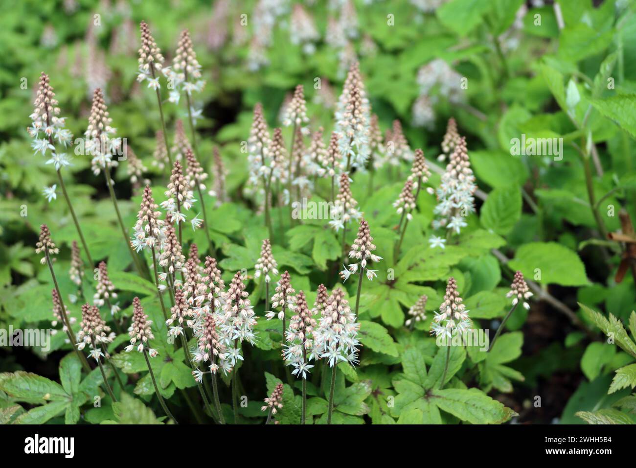 Varietà di fiori di schiuma a foglia di cuore (Tiarella cordifolia) nei giardini termali Foto Stock