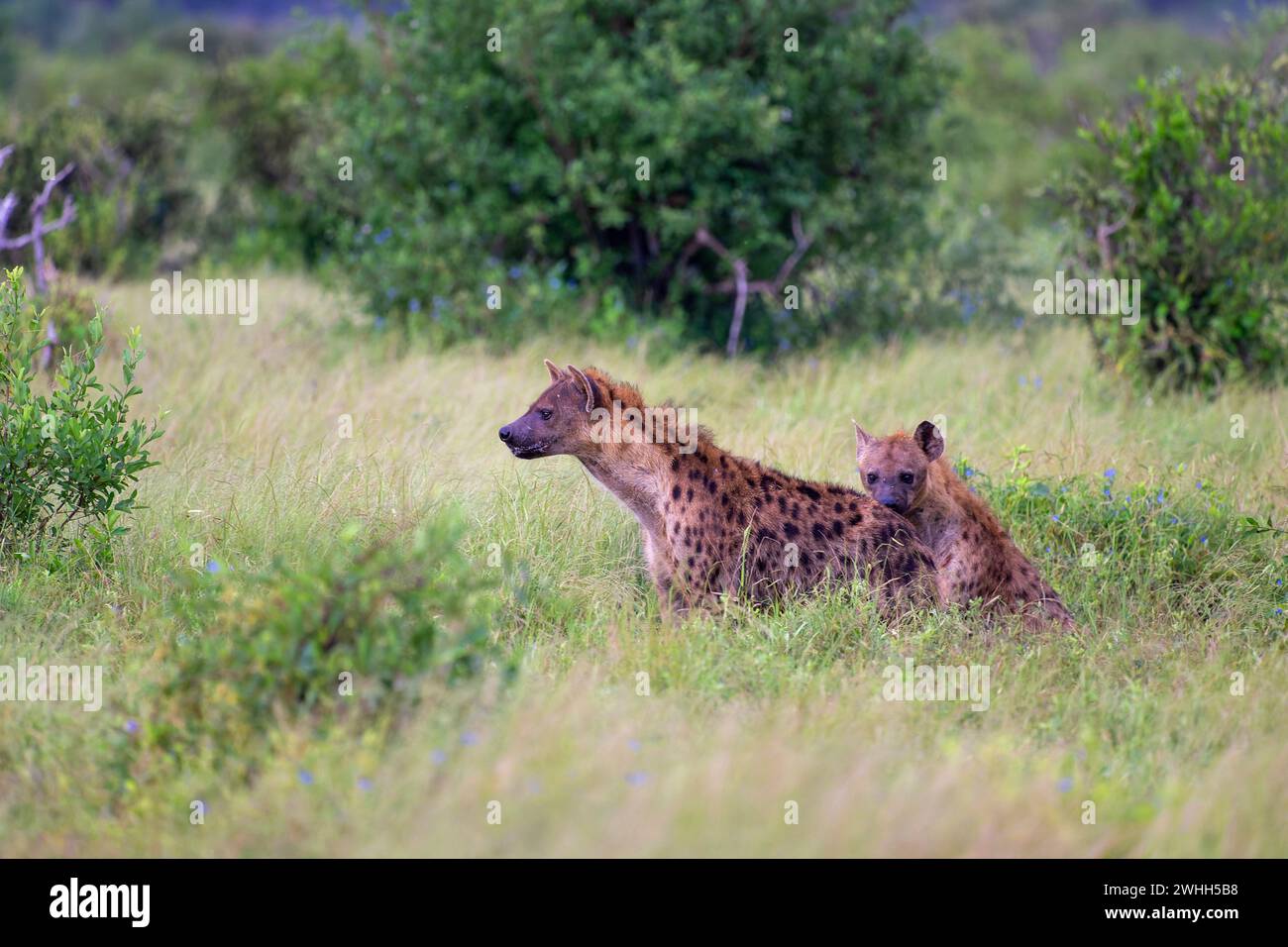 Due Iene a spotted nel Parco Nazionale di Tsavo Est, Kenya, Africa Foto Stock