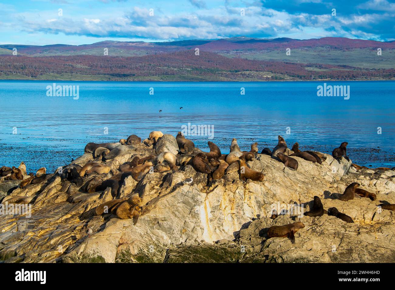 Leoni marini che riposano sull'isola rocciosa di ushuaia Foto Stock