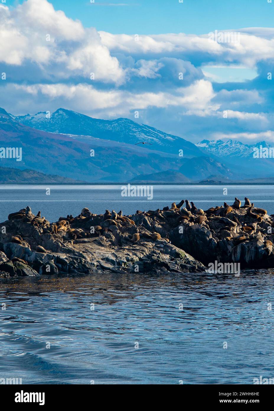 Leoni marini che riposano sull'isola rocciosa di ushuaia Foto Stock