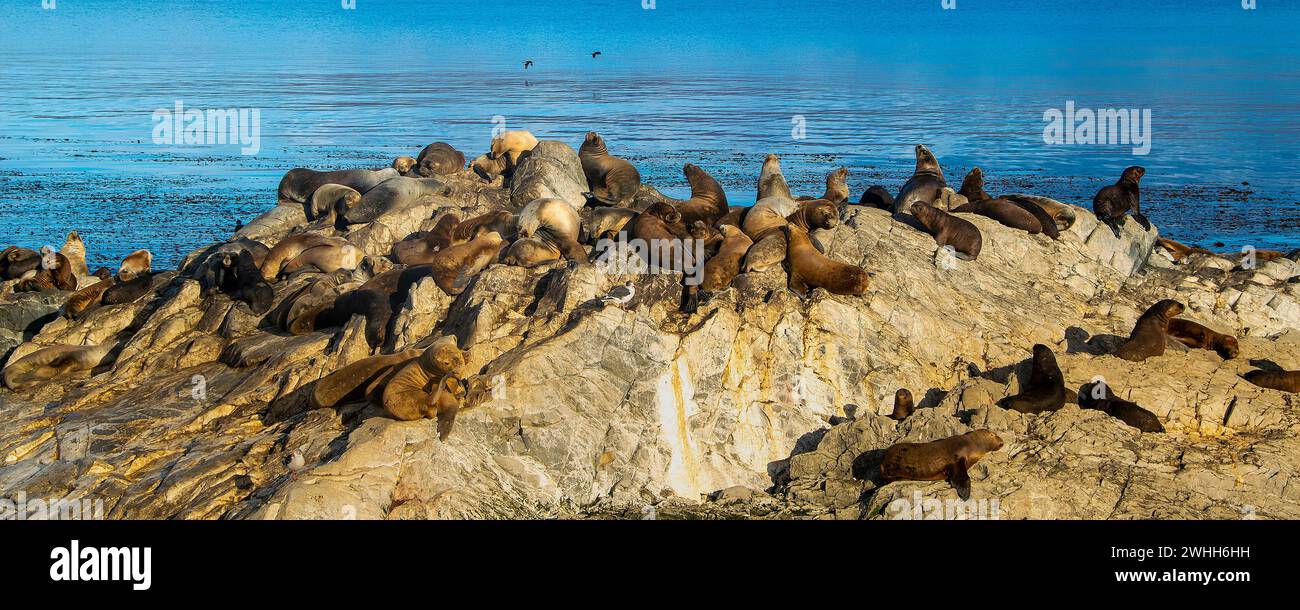 Leoni marini che riposano sull'isola rocciosa di ushuaia Foto Stock