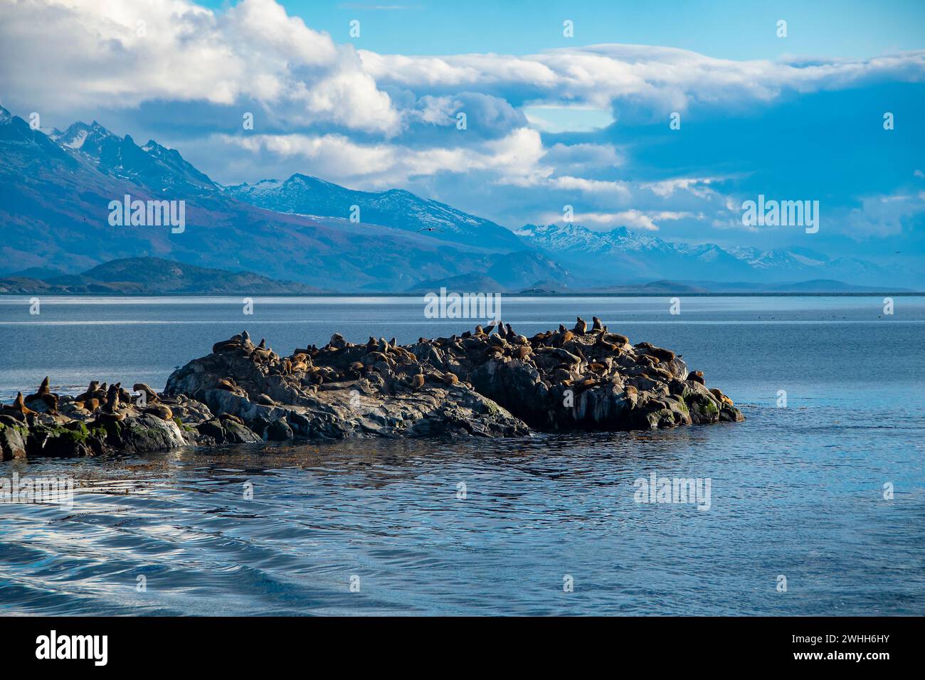 Leoni marini che riposano sull'isola rocciosa di ushuaia Foto Stock