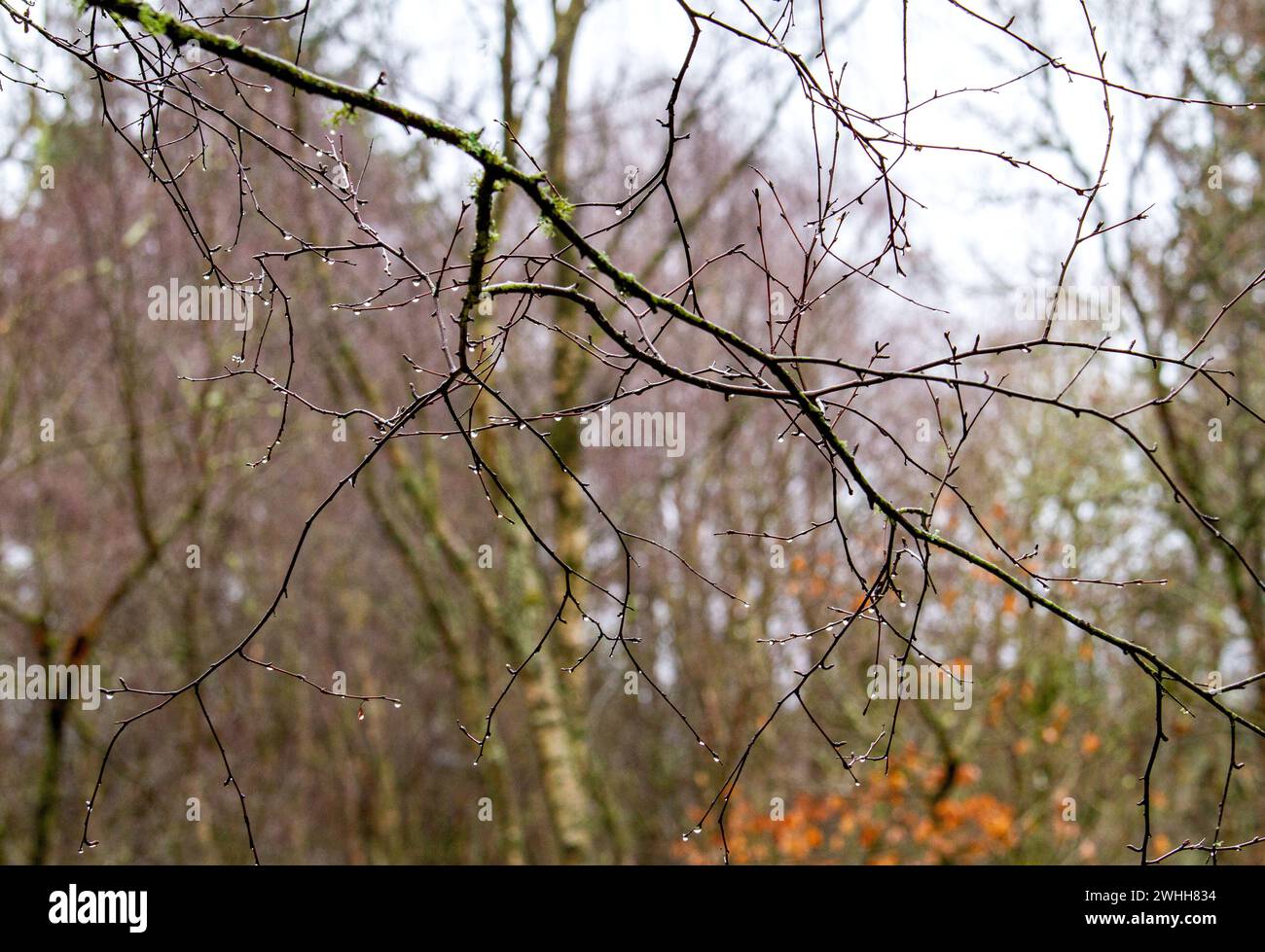 Dundee, Tayside, Scozia, Regno Unito. 10 febbraio 2024. Meteo nel Regno Unito: Piogge di luce nebbiosa cadono all'interno di Templeton Woods a Dundee, offrendo spettacolari vedute invernali della fauna selvatica, degli alberi dalla formazione unica della natura e dei sentieri naturalistici. Il bosco offre magnifiche passeggiate nella natura, caprioli che pascolano nel bosco, poiane, gialli, scoiattoli grigi e rossi e molti uccelli si trovano in tutto il bosco, rendendo Dundee una delle poche città in Gran Bretagna a ospitare questi graziosi mammiferi che abitano alberi. Crediti: Dundee Photographics/Alamy Live News Foto Stock