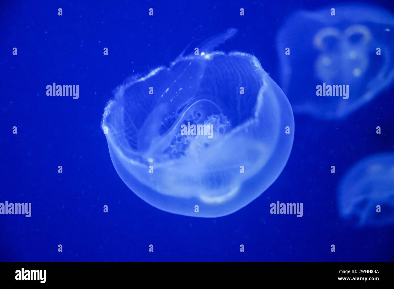 Le meduse nuotano nel mare. Meduse che galleggiano sott'acqua, da vicino. Foto Stock