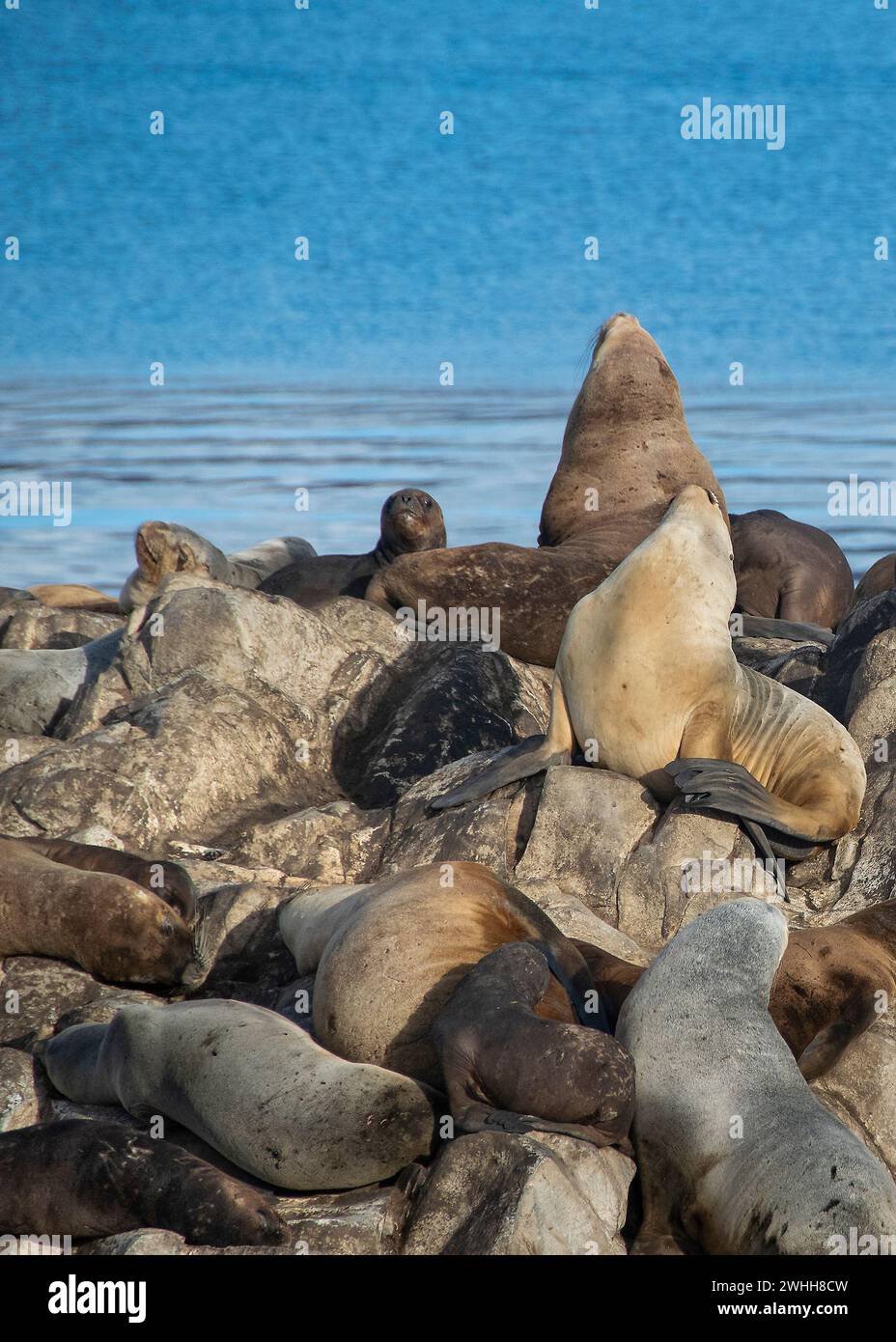 Leoni marini che riposano sull'isola rocciosa di ushuaia Foto Stock