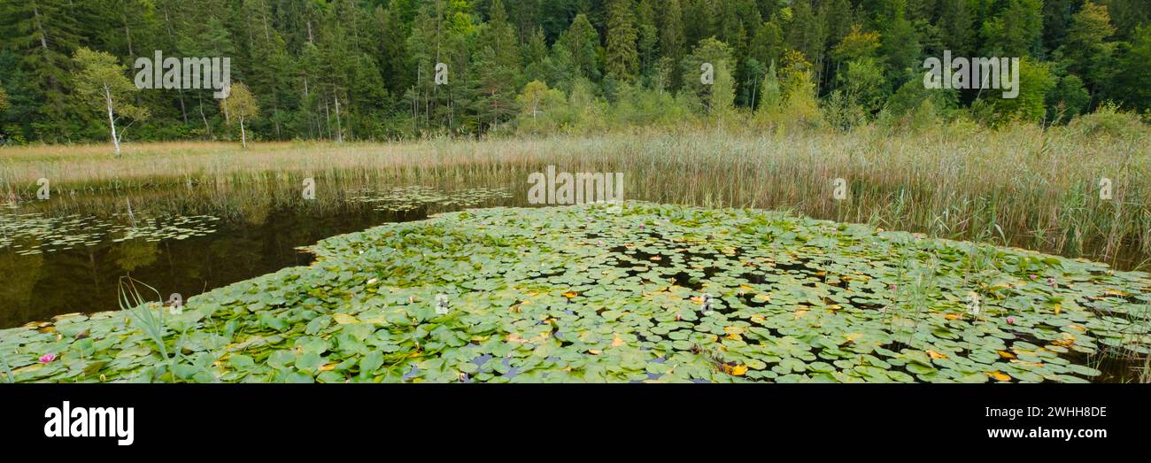 Ninfee allo Schwansea Foto Stock