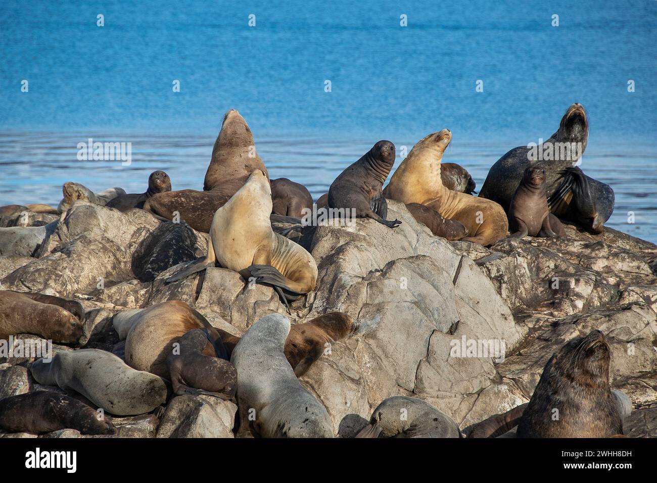 Leoni marini che riposano sull'isola rocciosa di ushuaia Foto Stock