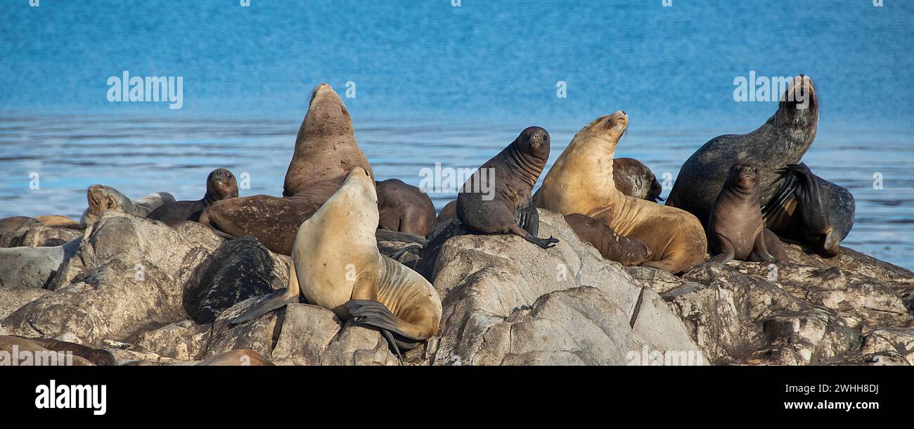 Leoni marini che riposano sull'isola rocciosa di ushuaia Foto Stock