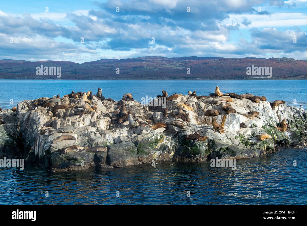 Leoni marini che riposano sull'isola rocciosa di ushuaia Foto Stock