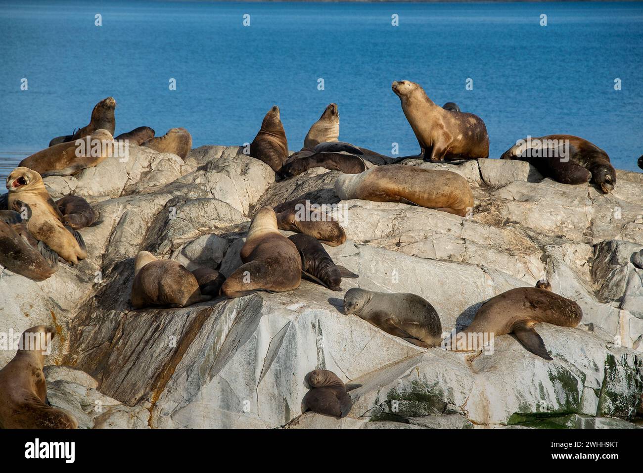 Leoni marini che riposano sull'isola rocciosa di ushuaia Foto Stock