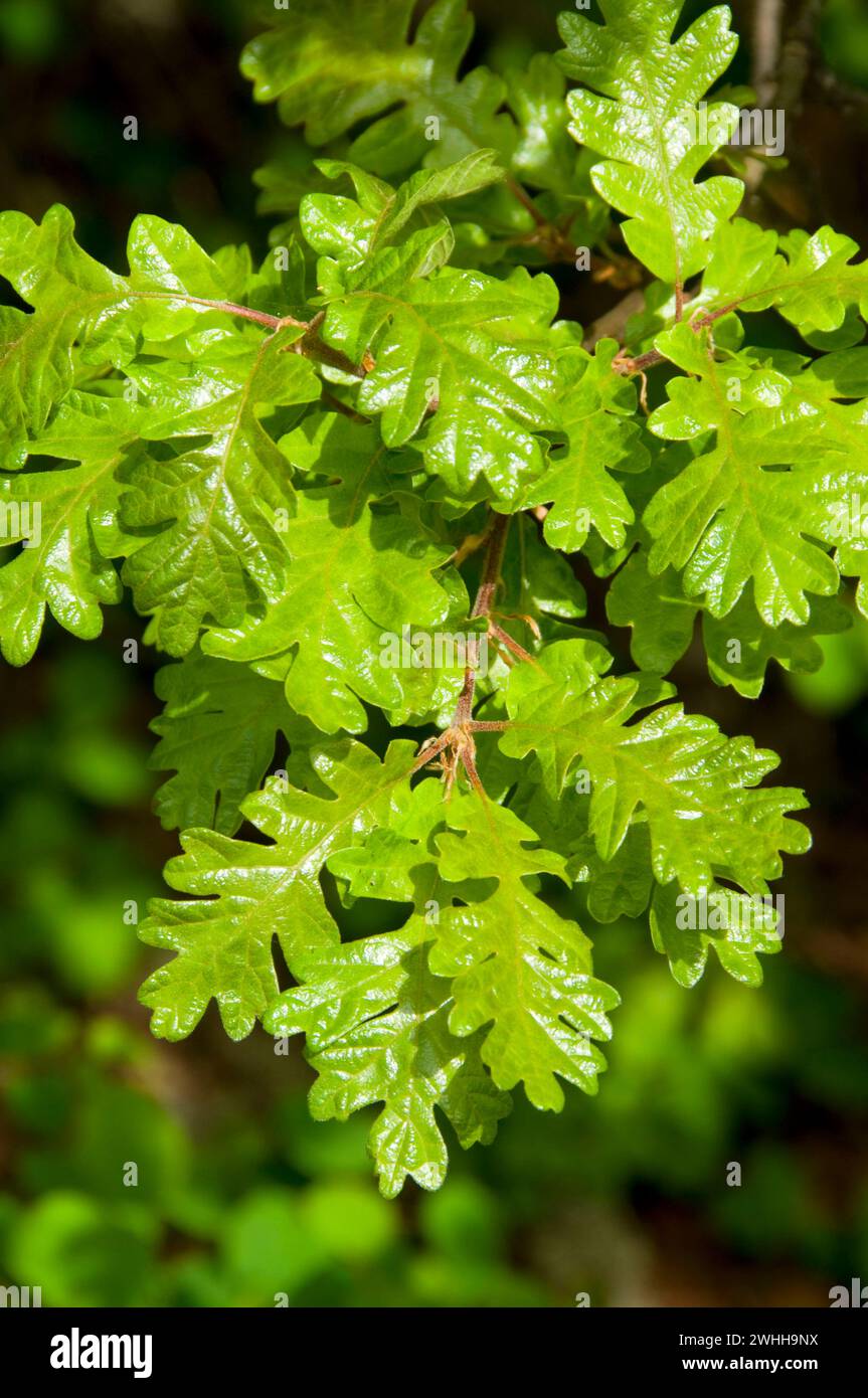 Oregon bianco foglie di quercia, William Finley National Wildlife Refuge, Oregon Foto Stock