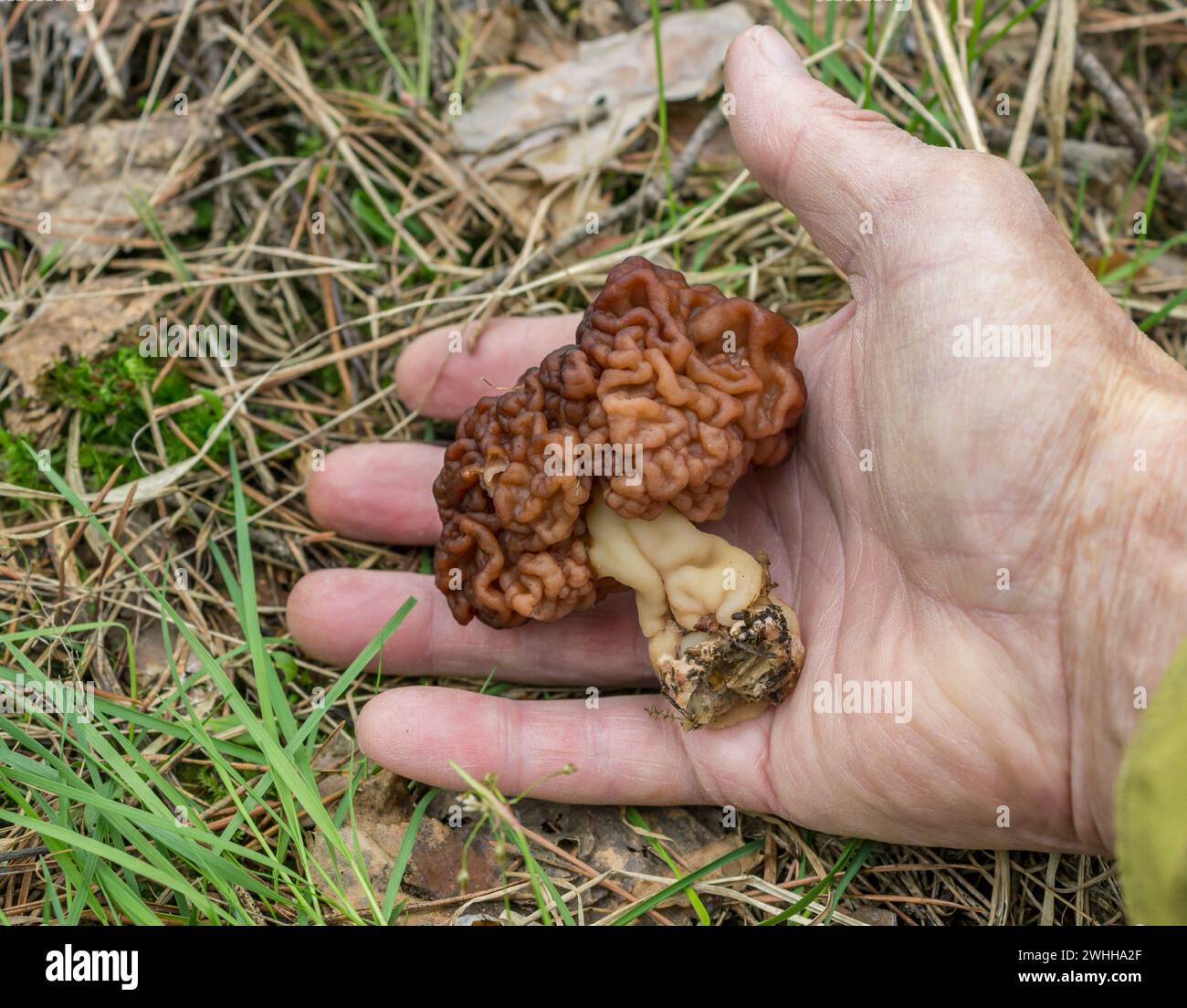 Gyromitra esculenta è funghi commestibili condizionalmente che crescono nella foresta in primavera Foto Stock