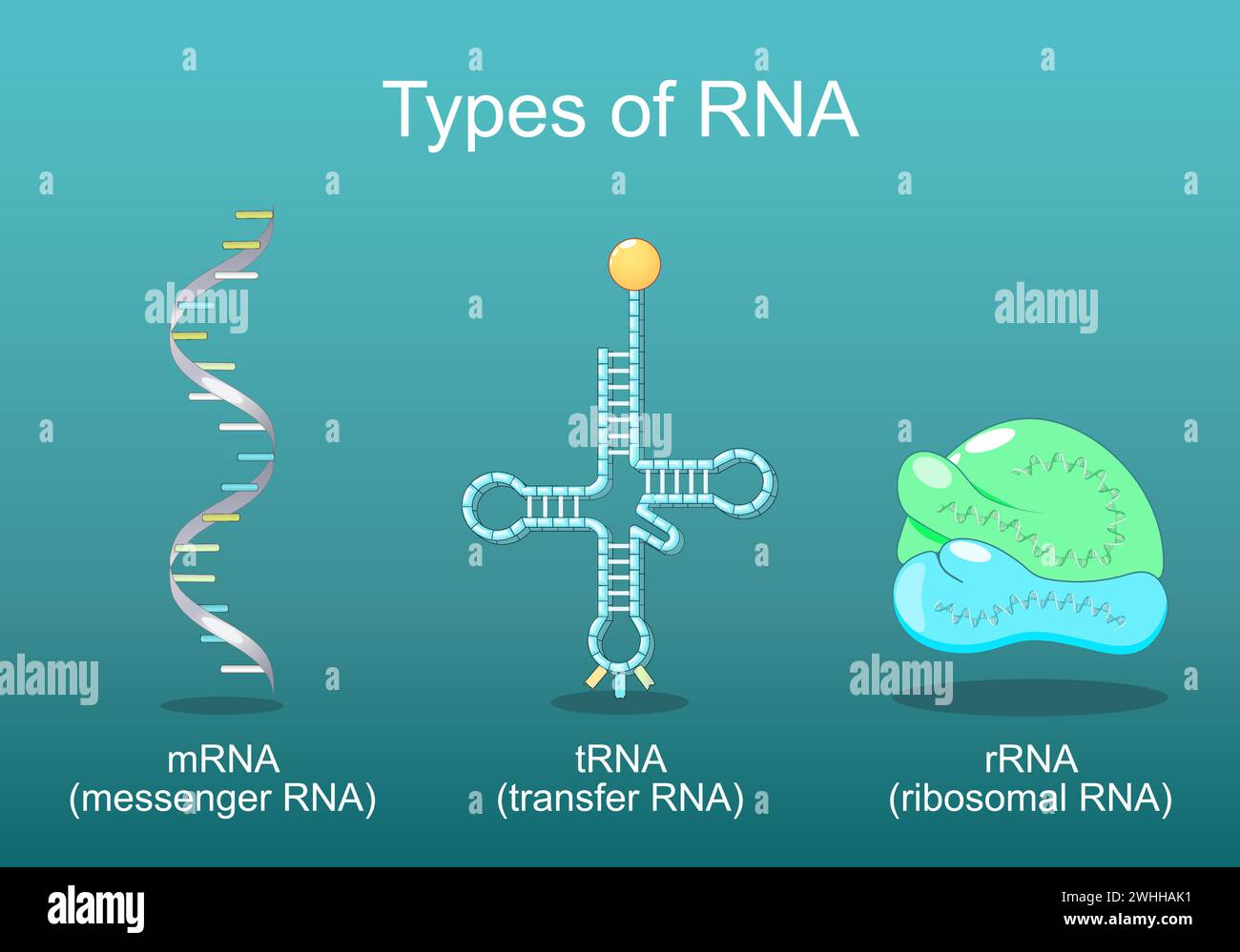 Tipi di RNA. TRNA per il trasferimento, che aiuta a decodificare le informazioni presenti in mRNA, rRNA in ribosoma e mRNA che leggono da un ribosoma nel processo Illustrazione Vettoriale
