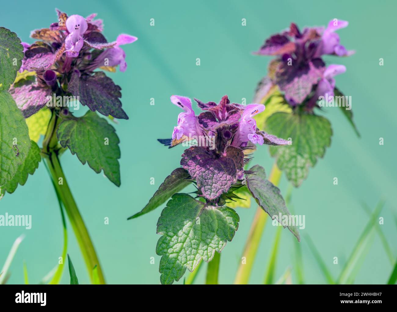 Viola Deadnettle Foto Stock