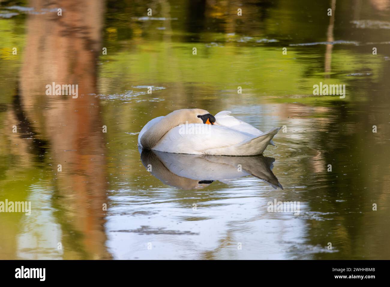 Uccelli della fauna locale in Germania Swan Foto Stock