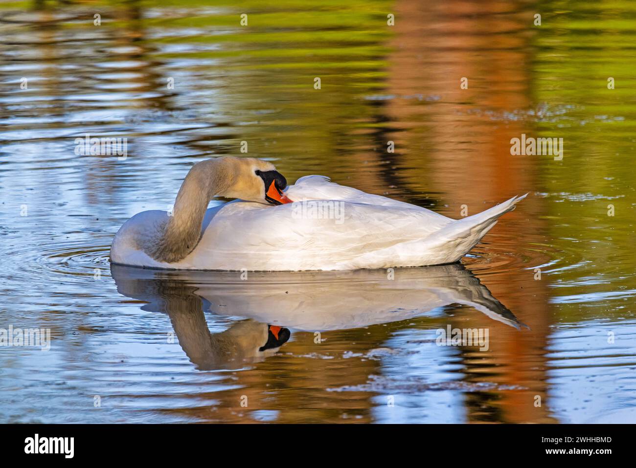 Uccelli della fauna locale in Germania Swan Foto Stock