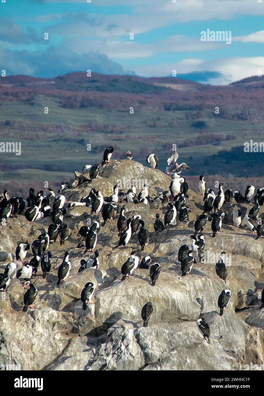 Colonia di cormorani re, ushuaia Foto Stock