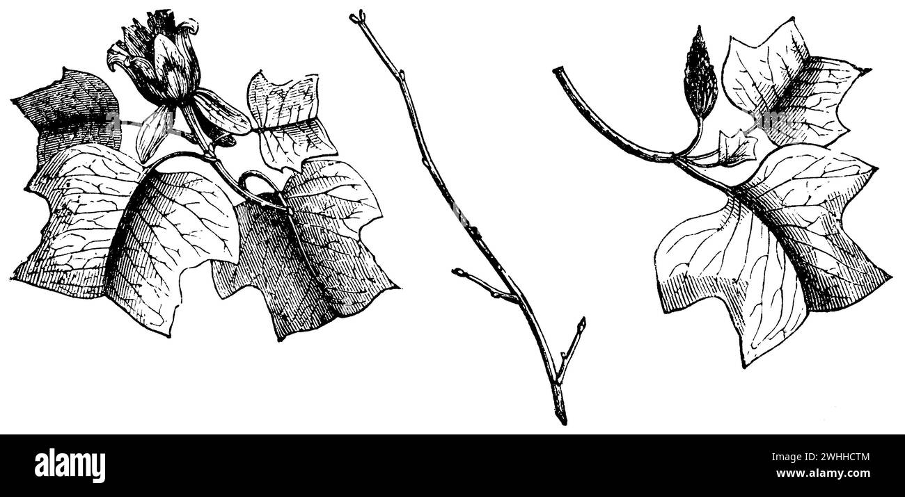 Pioppo tulipanico, Liriodendron tulipifera (libro da giardino, 1877), Tulpenbaum, Tulipier de Virginie Foto Stock