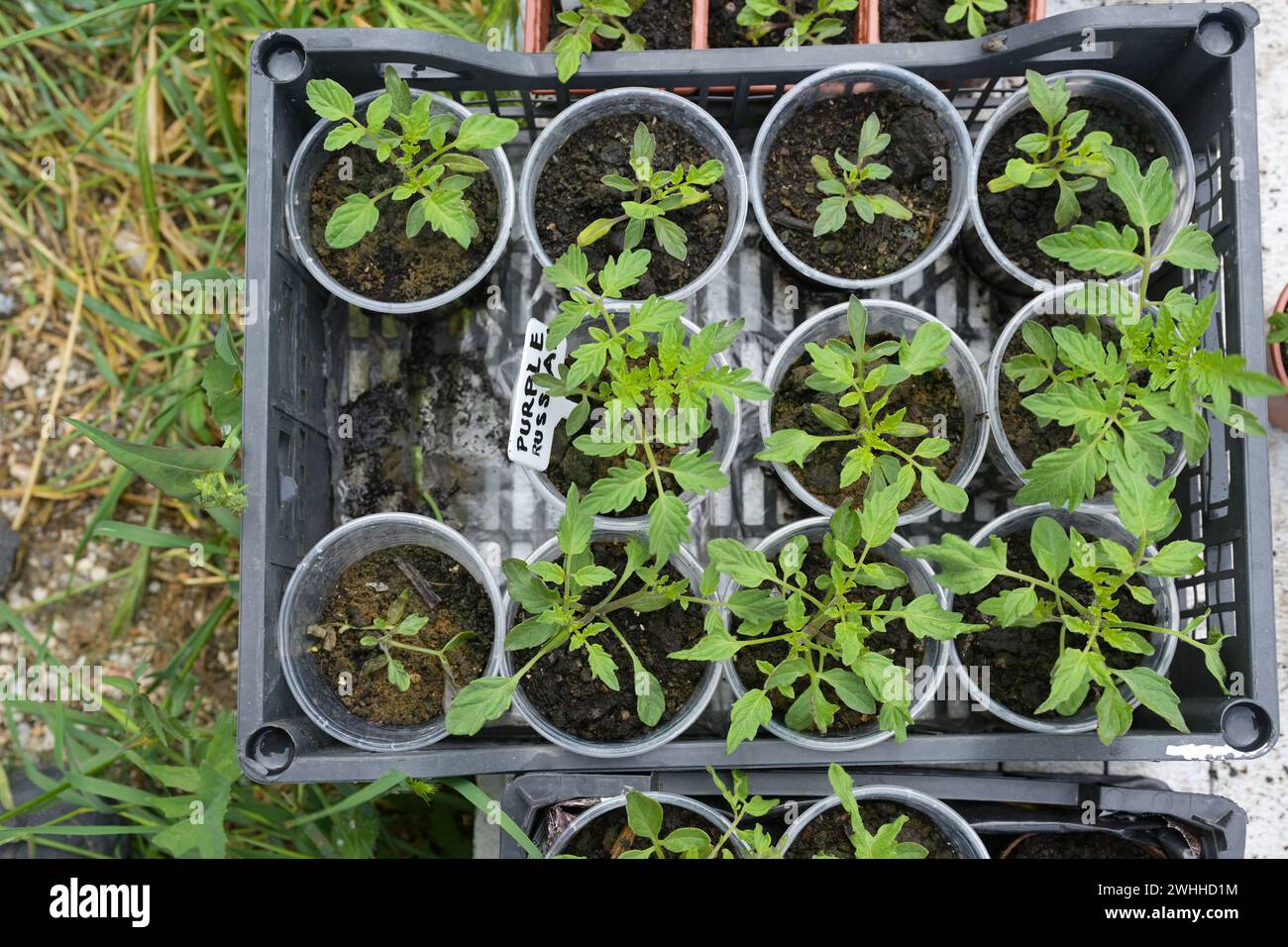 Piantine di pomodoro fatte in casa in piccoli vasi di piante in un vassoio di plastica, preparate per la coltivazione nell'orto, vista ad angolo alto Foto Stock