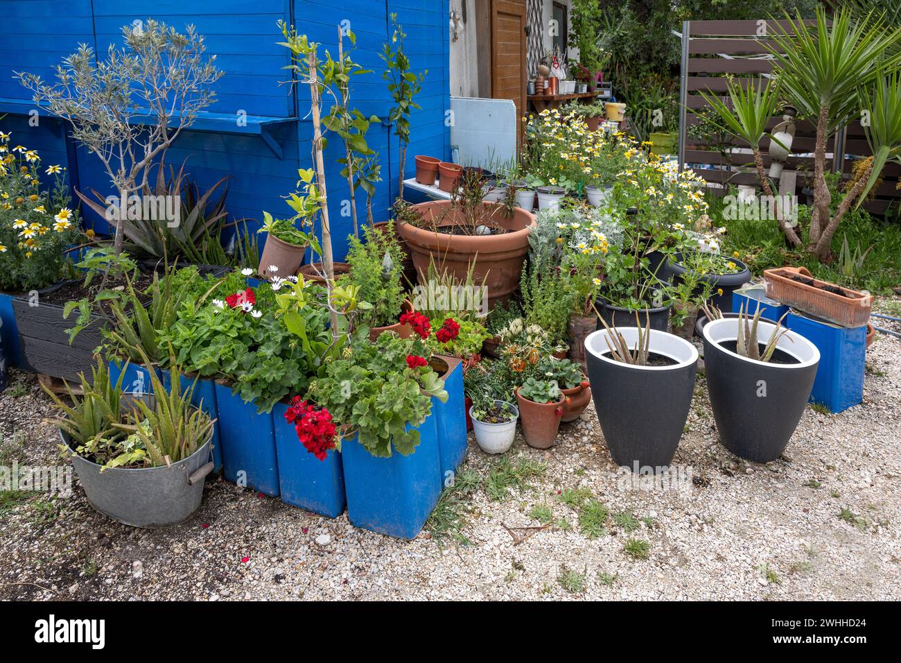 Colorato giardino in vaso con fiori e piante decorative in vari vasi nel cortile posteriore in un capannone di legno blu Foto Stock