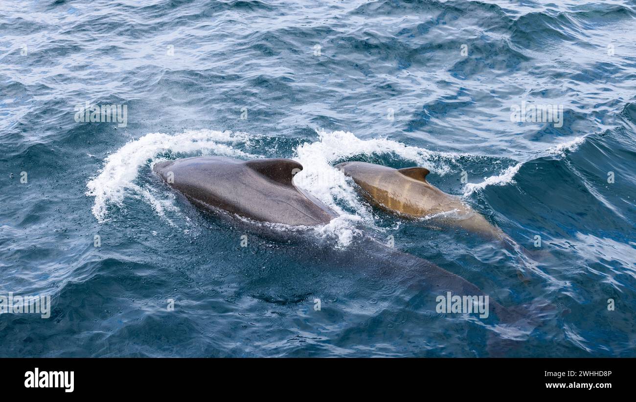 Tra le incantevoli superfici d'acqua del Mare di Norvegia, un vitello di balena pilota rimane vicino a sua madre, mostrando i legami familiari della natura in natura Foto Stock