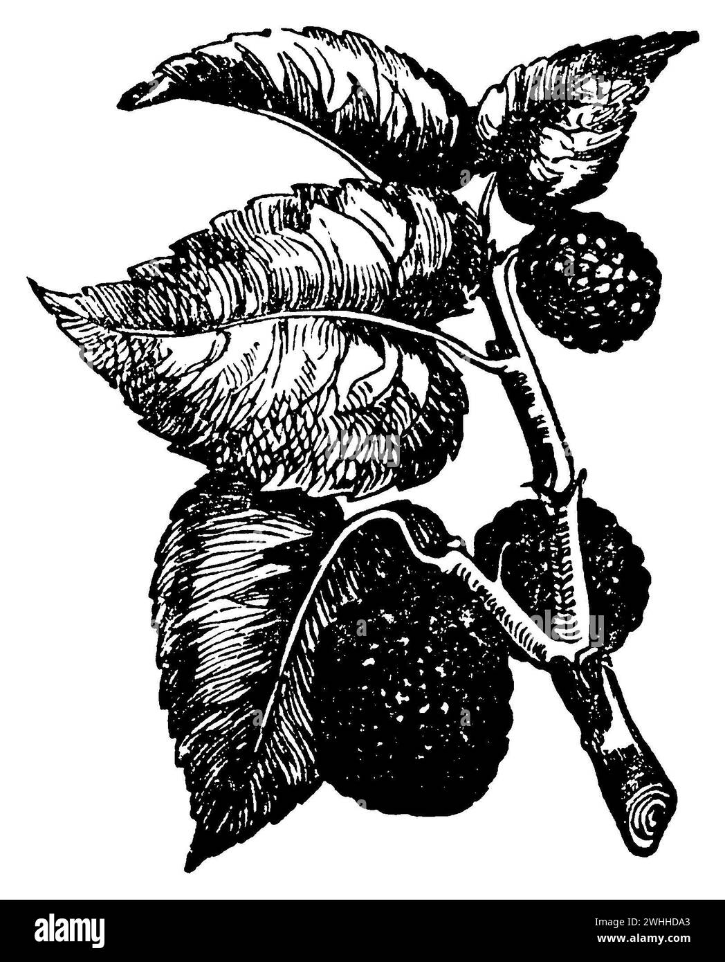 gelso, gelso nero, Morus nigra (enciclopedia, 1900), Schwarze Maulbeere, mûrier noir Foto Stock