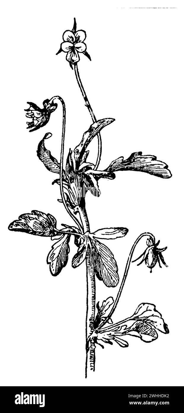 Wild Pansy, Viola tricolor, (libro botanico, 1910), Wildes Stiefmütterchen, pensée sauvage Foto Stock