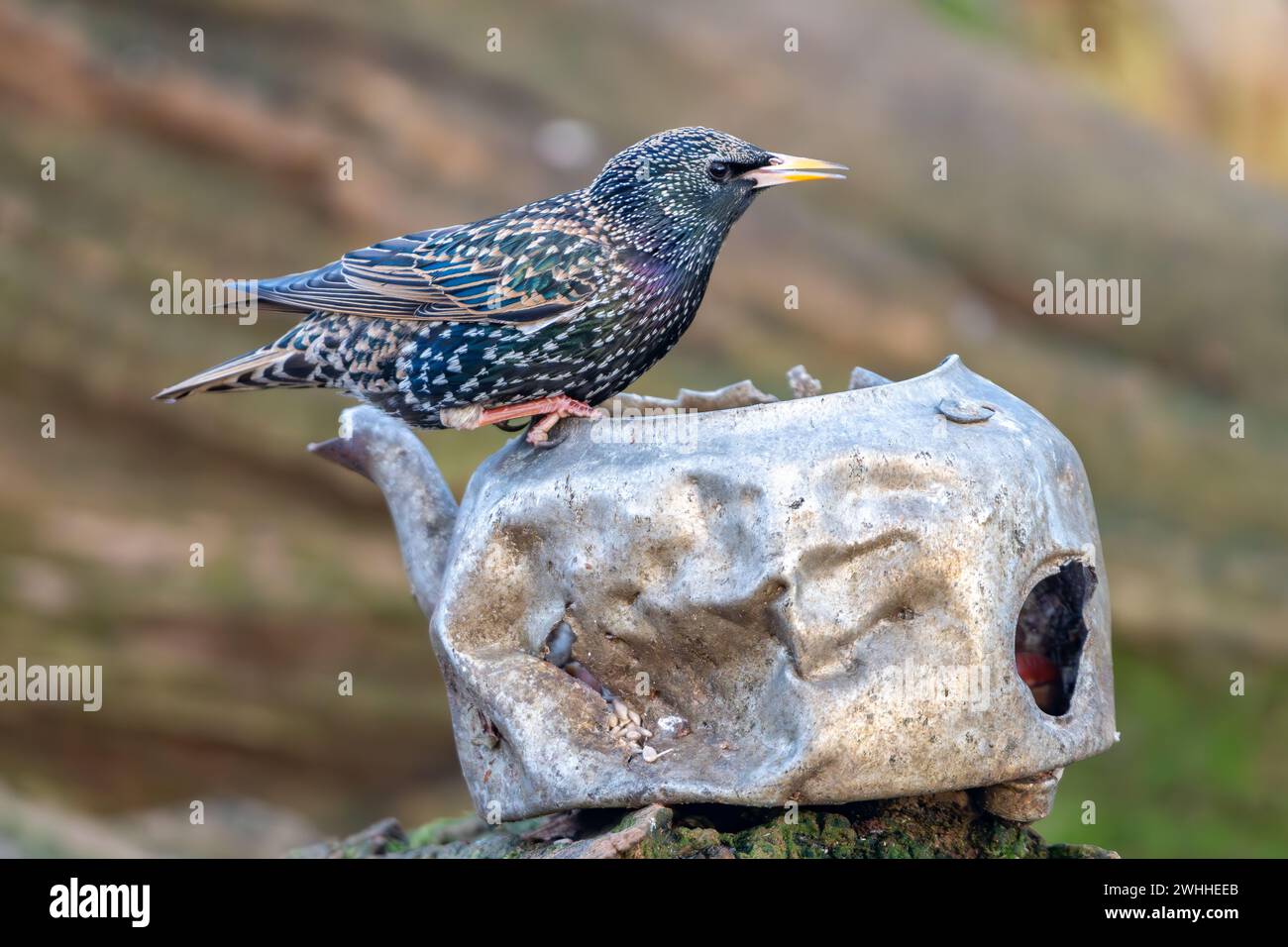 Starling, (Sturnus vulgaris), Insch, Aberdeenshire, Scozia, REGNO UNITO Foto Stock