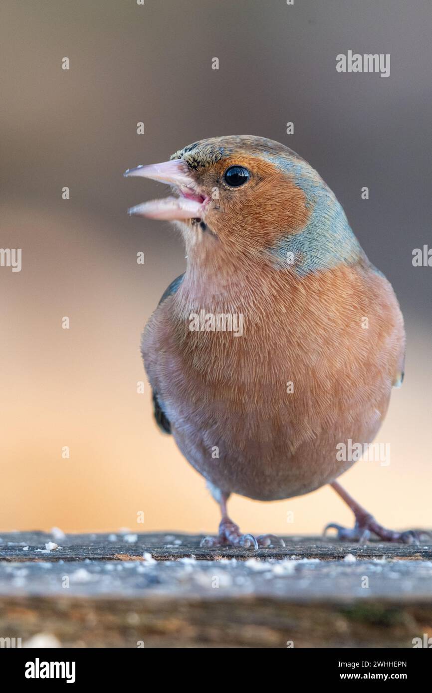 Chaffinch maschio (Fringilla coelebs), Insch, Aberdeenshire, Scozia, REGNO UNITO Foto Stock