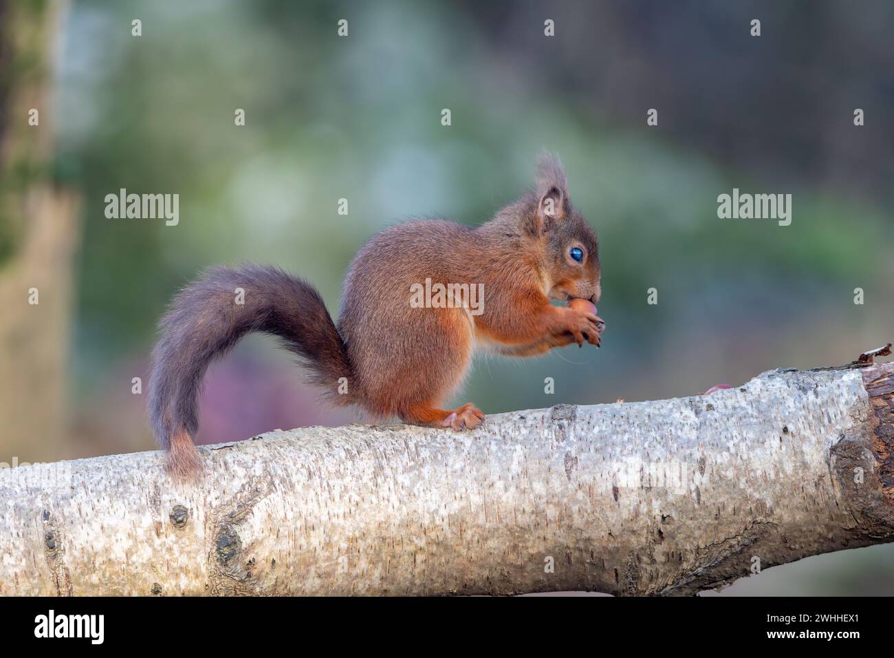 Scoiattolo rosso (Sciurus vulgaris), Insch, Aberdeenshire, Scozia, Regno Unito Foto Stock