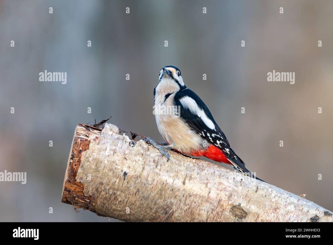 Grande picchio maculato (Dendrocopos Major) su una filiale, Insch, Aberdeenshire, Scozia, Regno Unito Foto Stock