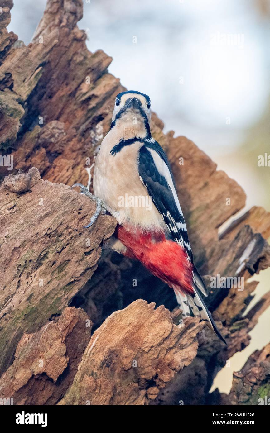 Grande picchio maculato (Dendrocopos Major) su una filiale, Insch, Aberdeenshire, Scozia, Regno Unito Foto Stock