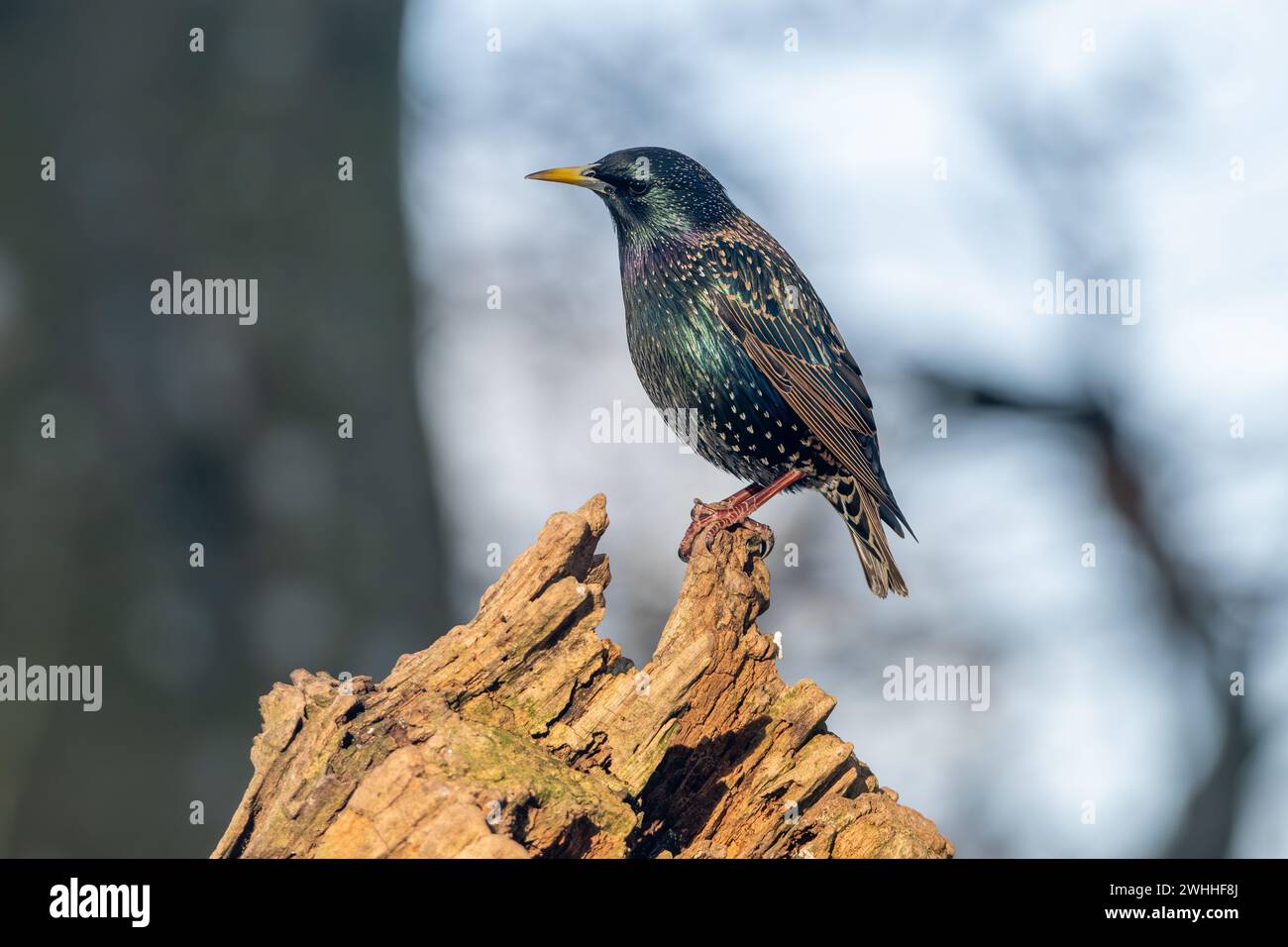 Starling, (Sturnus vulgaris), Insch, Aberdeenshire, Scozia, REGNO UNITO Foto Stock